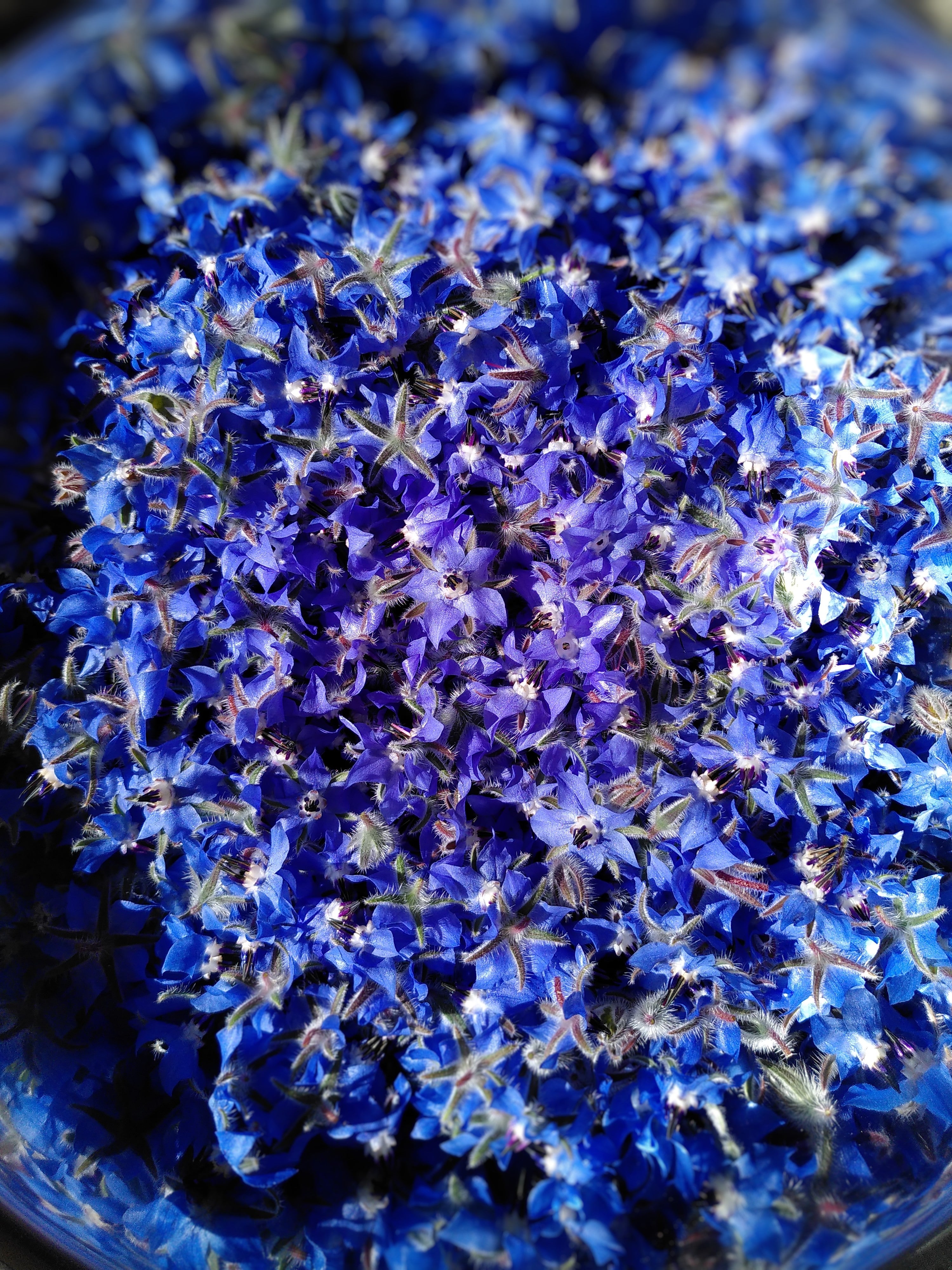 Fleurs de bourrache (Borago officinalis)