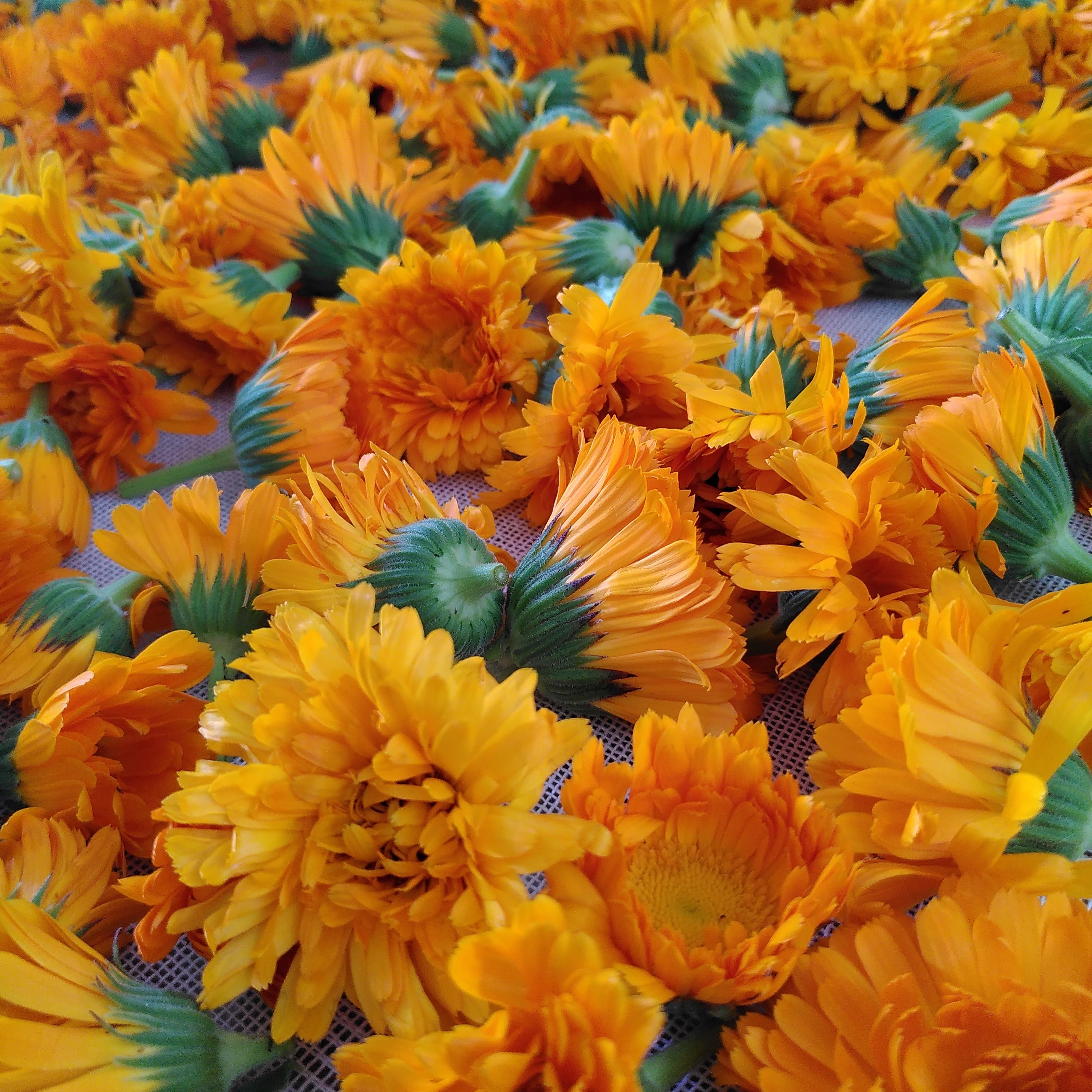 Fleurs de souci (Calendula officinalis) sur claie