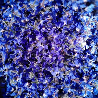 Fleurs de bourrache fraîchement récoltées, plantes sélectionnées par Lilja maris.