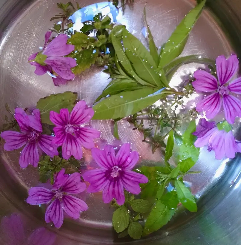 Fleurs et plantes médicinales pour tisane digestive Lilja maris, lavées avant séchage.