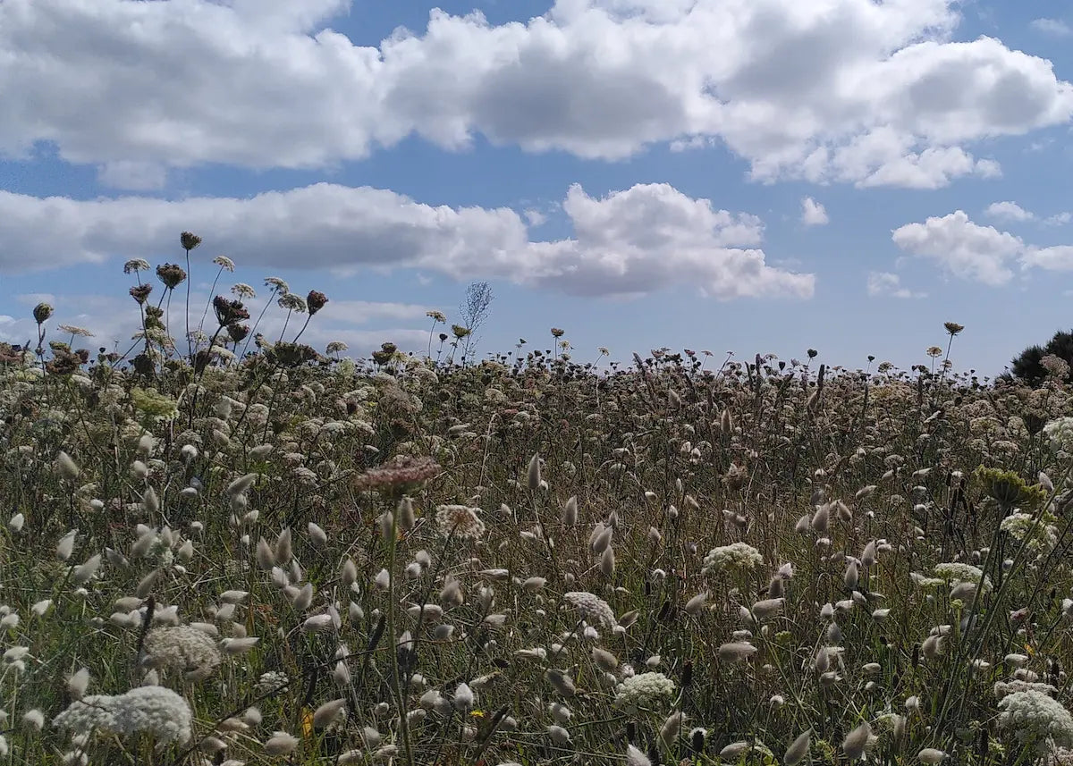 Prairie sauvage en fleurs d'été en Gâtine, plantes récoltées par Meri, Lilja maris.