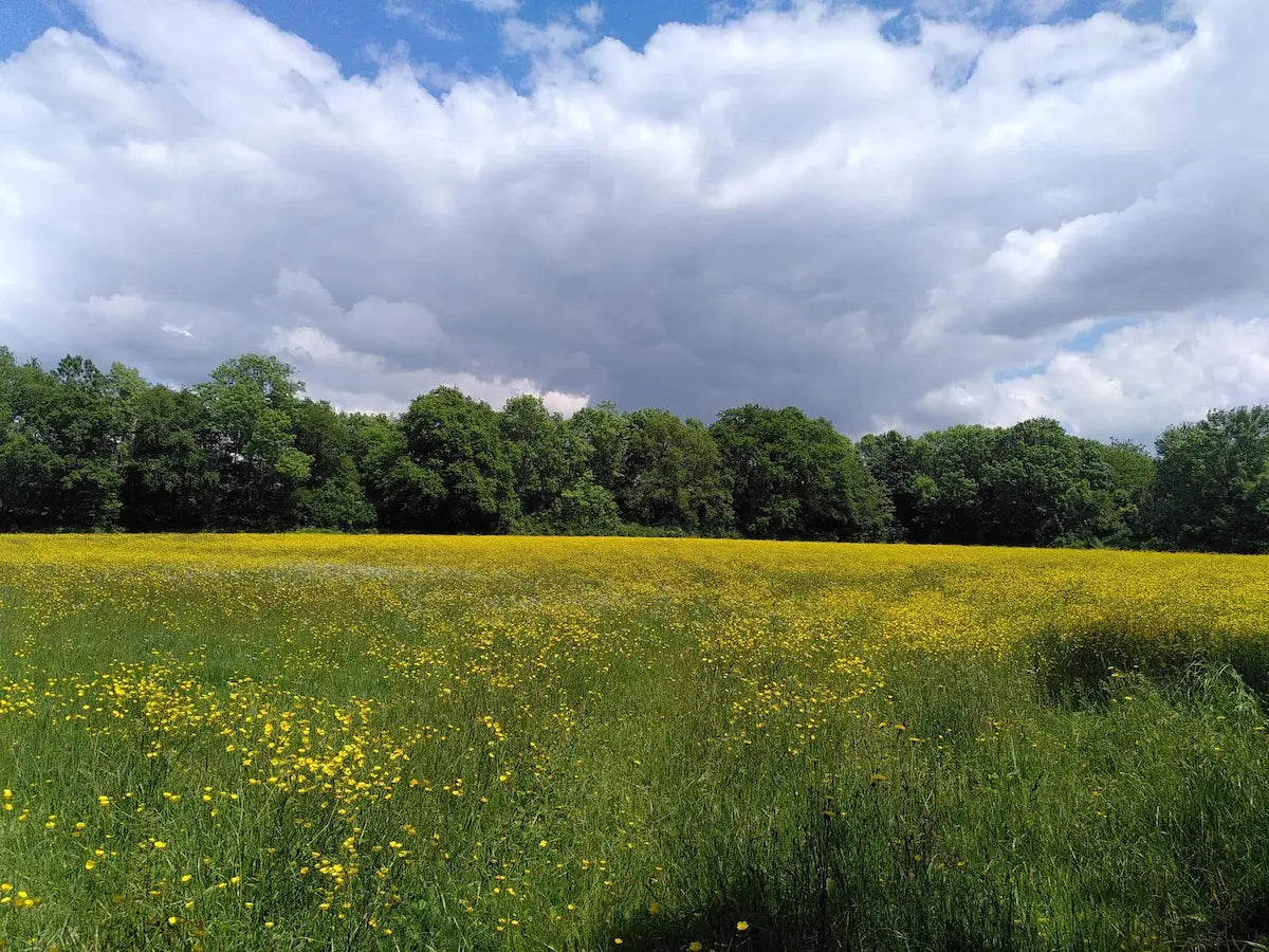 Prairie de petites fleurs jaune en Gâtine, Deux-Sèvres, cadre naturel du laboratoire Lilja maris.