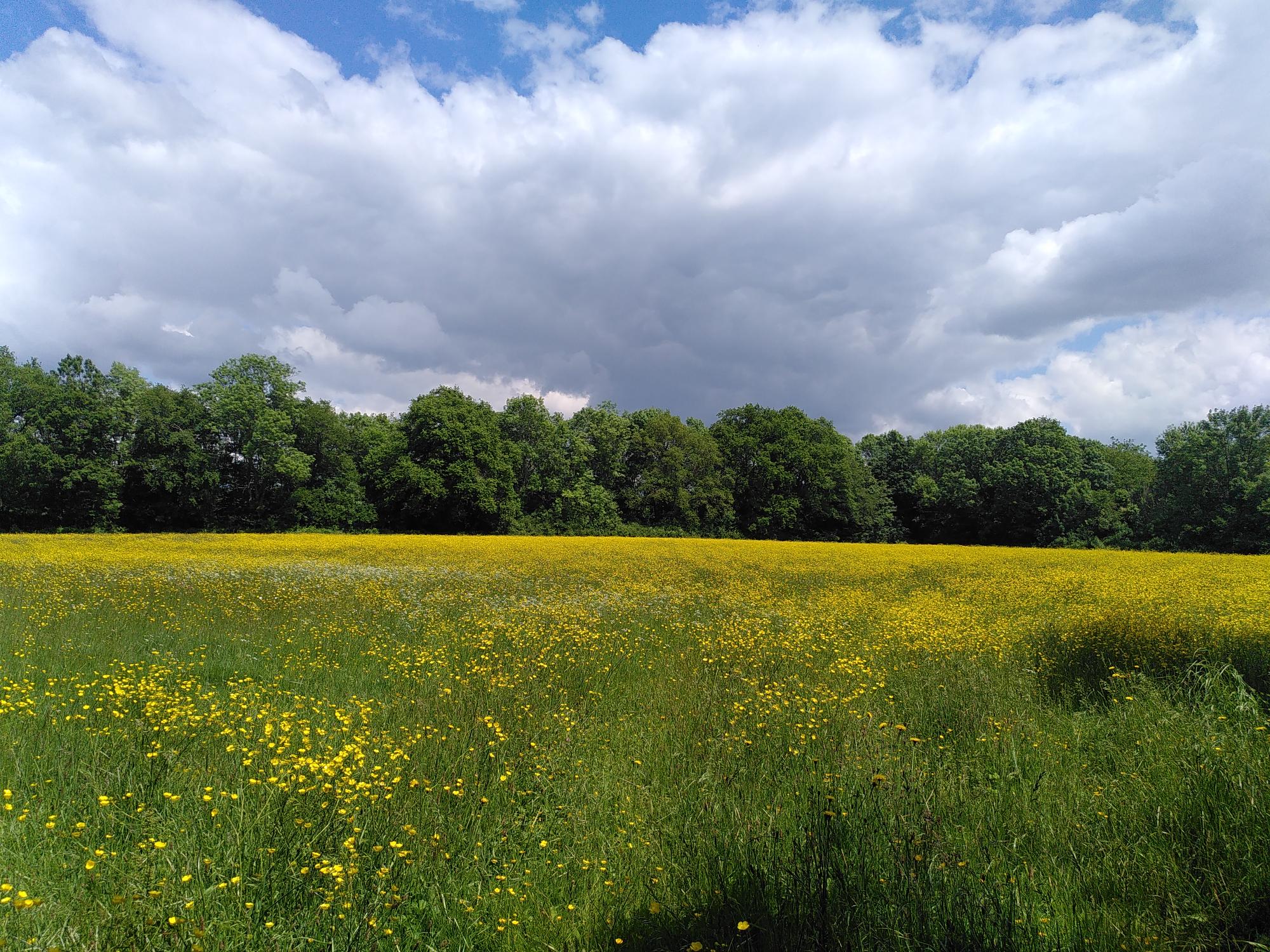 Pré fleuri à Xaintray