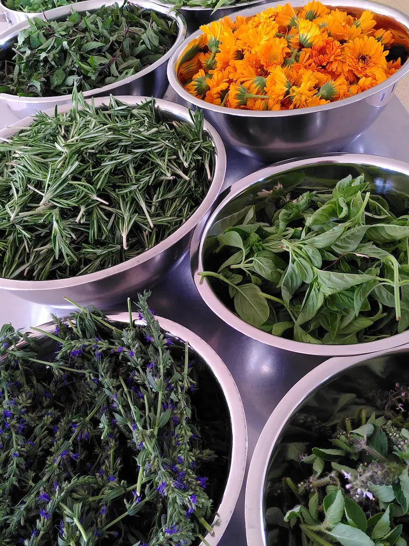 Récolte de plantes médicinales Lilja maris : romarin, basilic, calendula et bugle en Gâtine