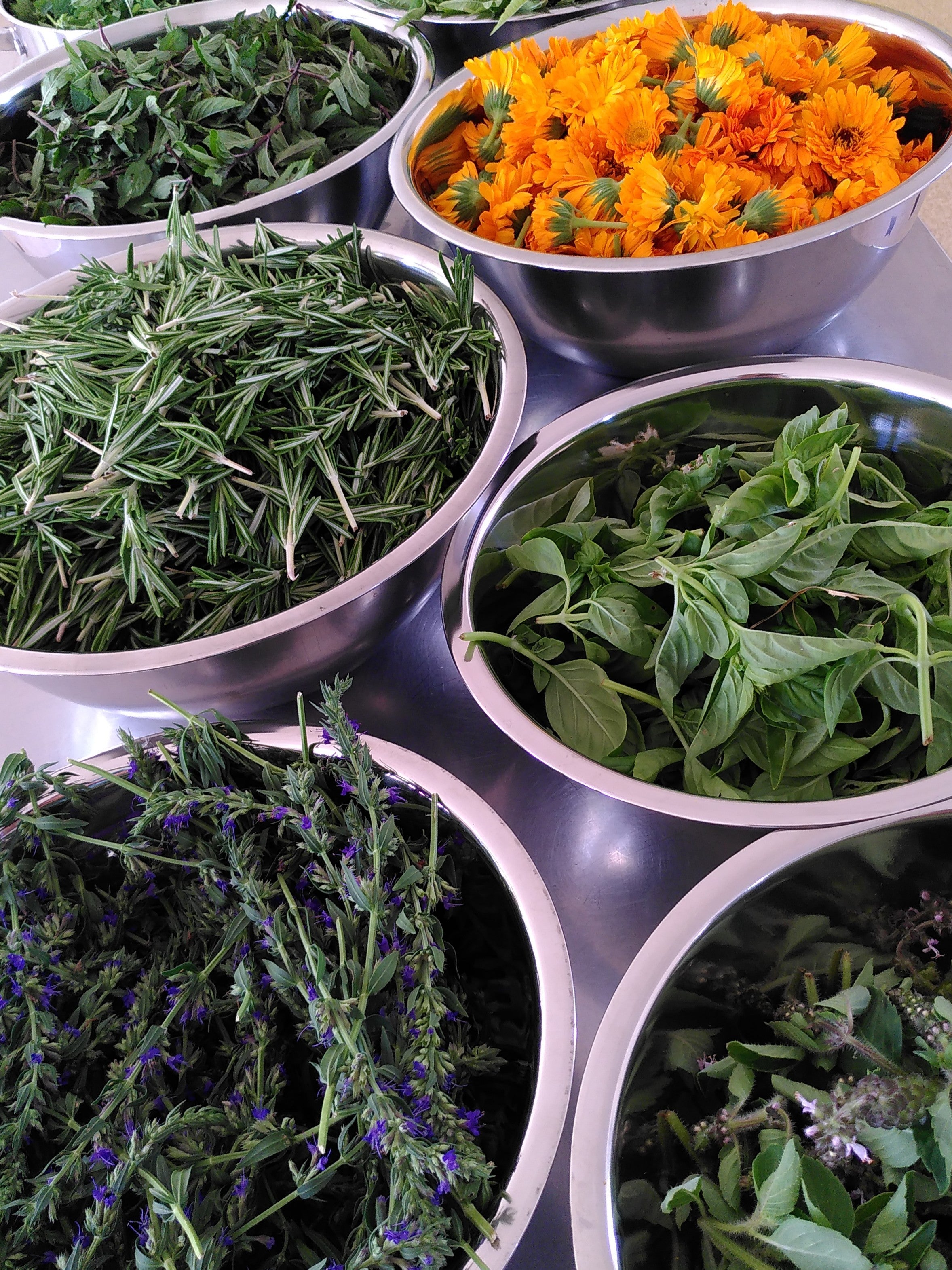 Récolte de plantes pour macération hydroalcoolique